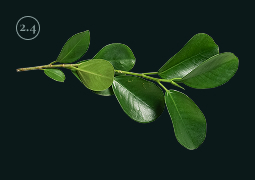 Fig. 1 (plant)