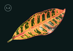 Fig. 3 (leaf)
