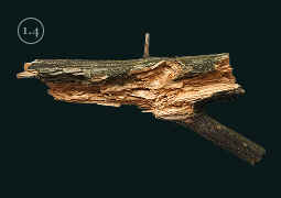 Fig. 1 (plant)